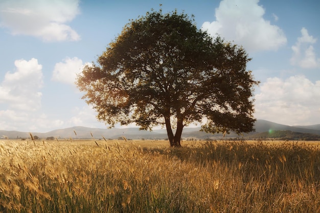 Árbol solitario contra un cielo azul al atardecer