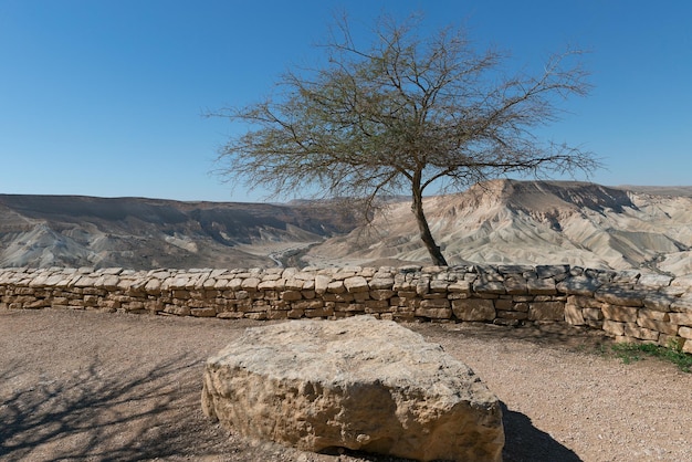 Árbol solitario en el desierto, Israel