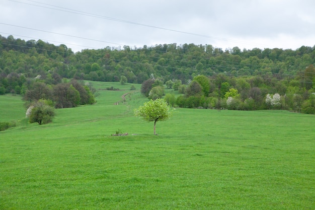 Árbol solitario en la escena del bosque durante el día.