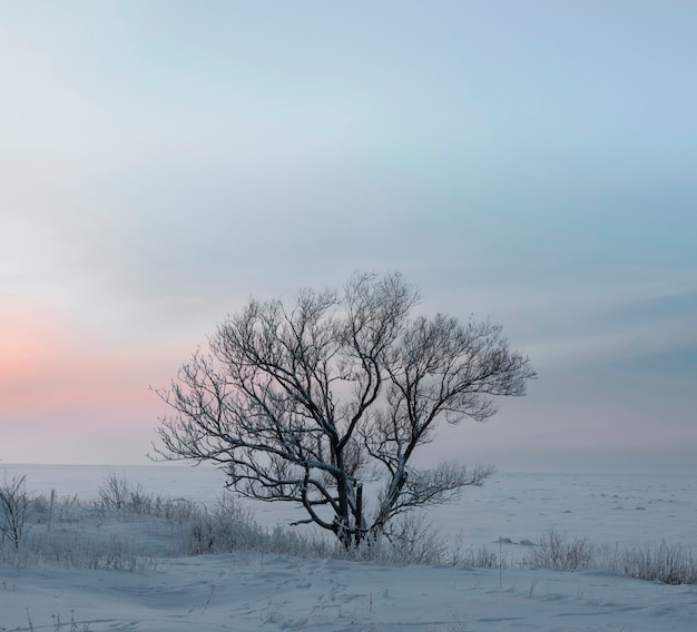 Árbol solitario en el fondo de una tarde de invierno al atardecer