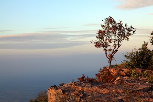 Árbol solitario con hermosa puesta de sol en el acantilado