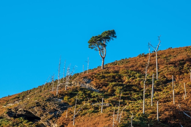 Árbol solitario en la ladera de una colina con fondo de cielo azul