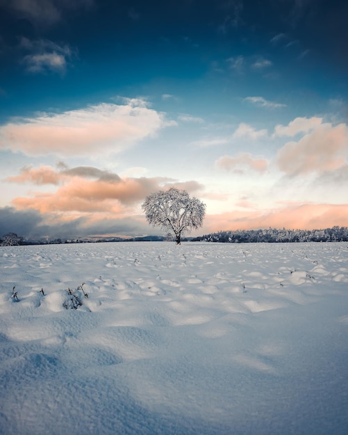 Árbol solitario en medio de un campo cubierto de nieve en invierno