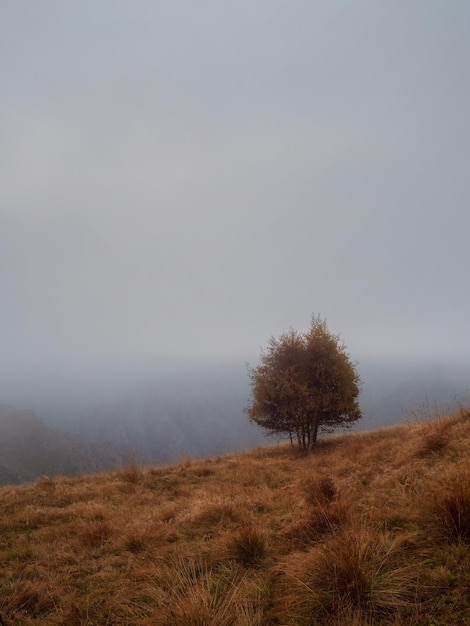 Árbol solitario de otoño contra la ladera de la montaña neblinosa al atardecer Paisaje oscuro en el valle de las tierras altas bajo el cielo nublado en la mañana Paisaje neblinoso oscuro con un árbol Vista vertical