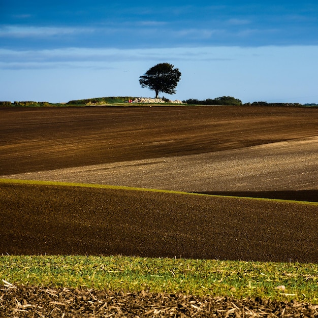 Árbol solitario en el paisaje montañoso