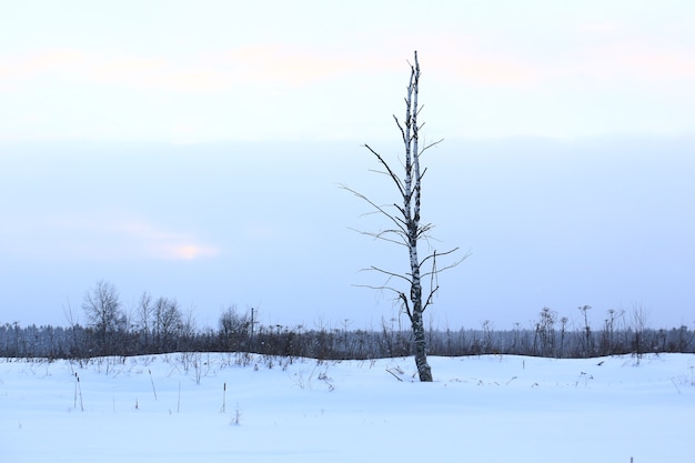 Árbol solitario en un paisaje nocturno de invierno