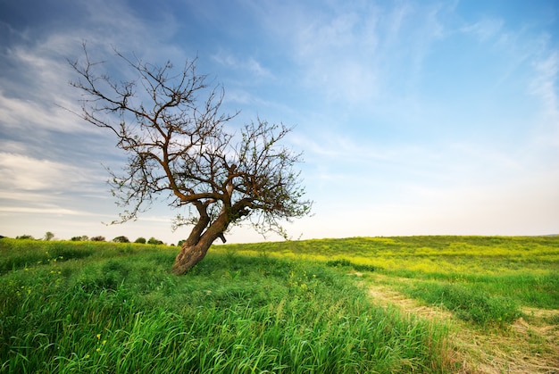 Árbol solitario en un prado de hierba verde