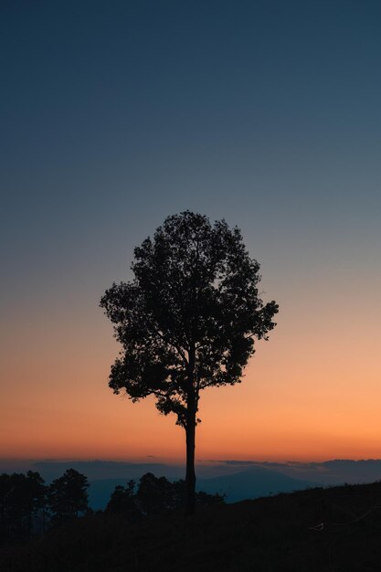 Árbol solitario que crece en la montaña al atardecer