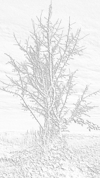 Árbol solitario con ramas secas en colores blanco grisáceo Imagen monocromática de enfriamiento Espinas en la hierba del arbusto al pie de la planta Fondo blanco trasero Estado de ánimo tranquilo místico