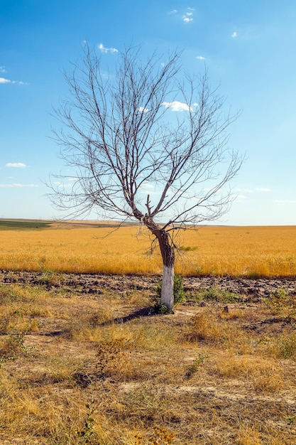 Árbol solitario seco en el campo