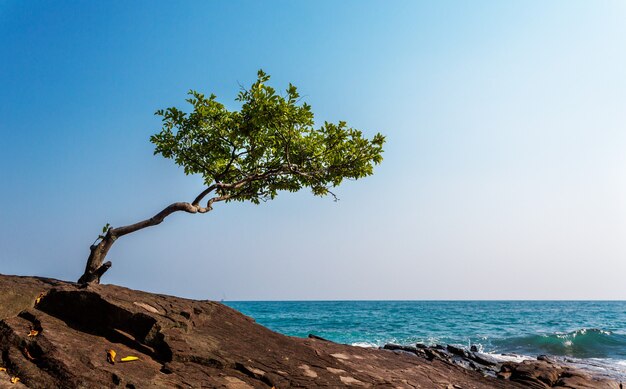 Árbol solitario sobre una roca