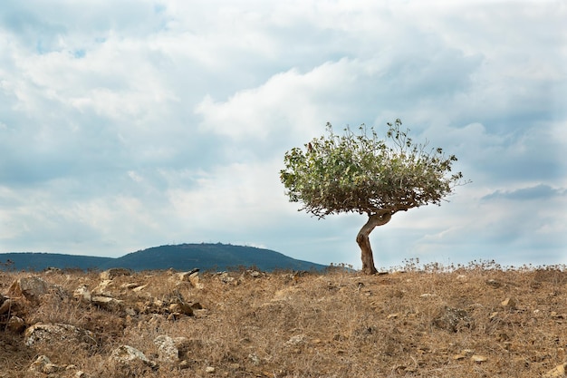 Árbol solitario con el telón de fondo del cielo y las nubes en Israel