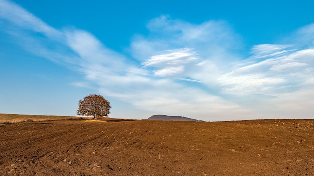 Árbol solitario en tierra cultivable