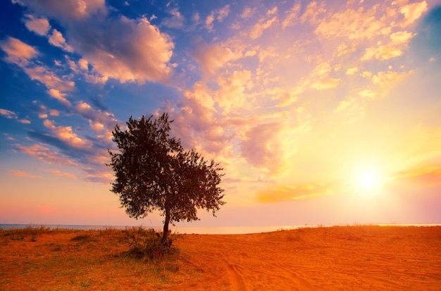 Árbol solo en la playa al amanecer.