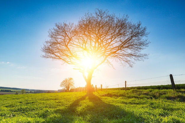 Árbol solo en el prado de primavera al atardecer y cielo azul