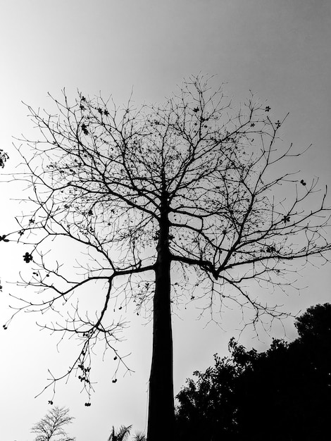 Árbol de STOCK Foto