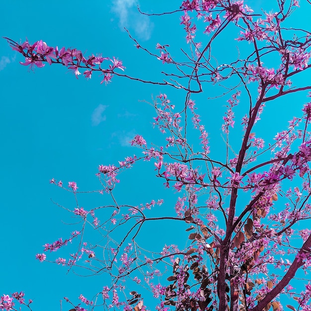 Árbol de suave floración en el cielo azul