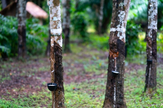 Árbol de tallo de caucho