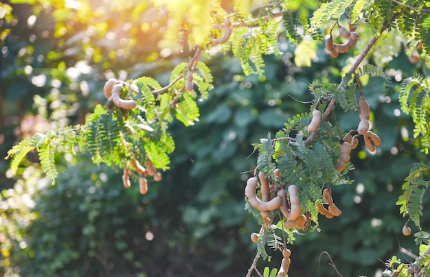 Árbol de tamarindo, fruta madura de tamarindo en árbol con hojas en el fondo de verano, plantación de tamarindo granja agrícola huerto jardín tropical