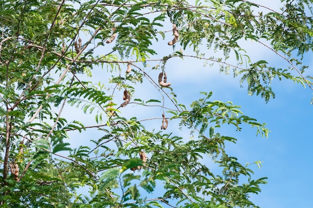 Árbol de tamarindo Vaina de tamarindo sobre fondo de cielo azul