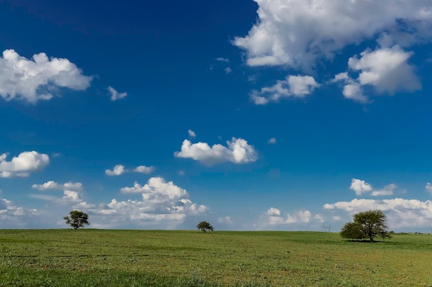 Árbol típico de la llanura pampeana Calden Prosopis caldenia La Pampa Argentina