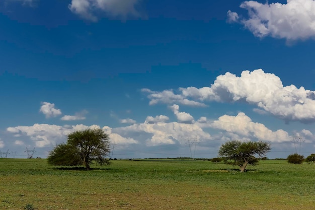 Árbol típico de la llanura pampeana Calden Prosopis caldenia La Pampa Argentina