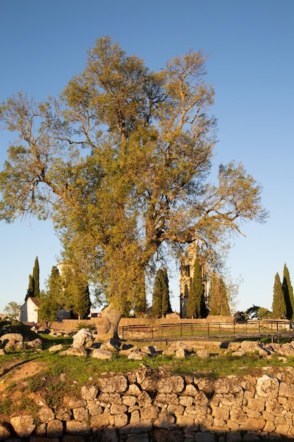 Árbol y Torre del Reloj en Almeida, Portugal