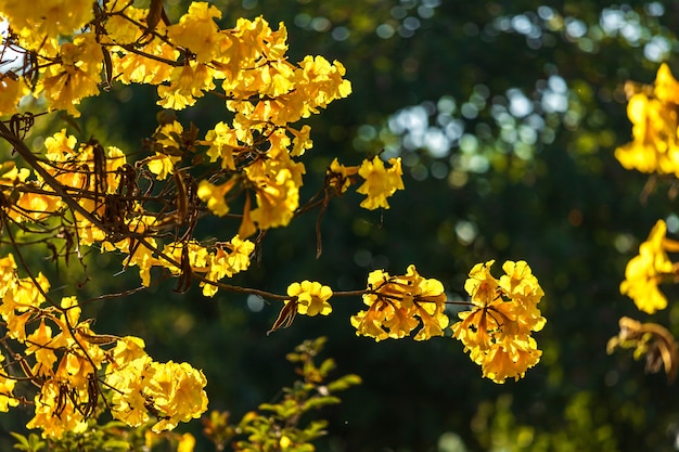 Árbol de trompeta de oro en el parque adentro en fondo del cielo azul.