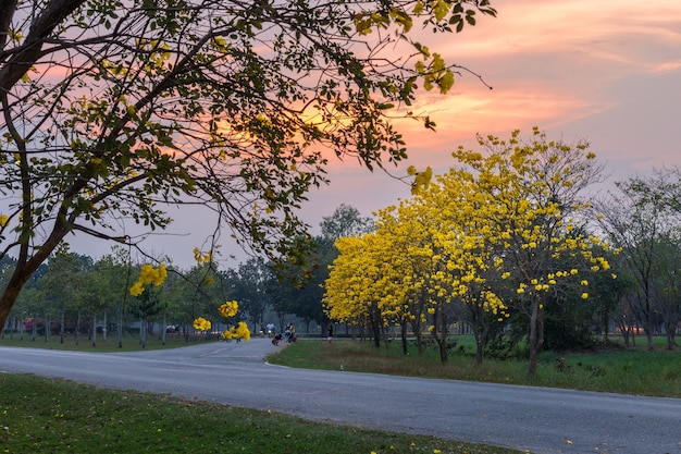 Árbol de trompeta de oro en el parque en la puesta del sol Phitsanulok, Tailandia de la tarde del cielo.