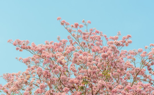 Árbol de trompeta rosa o flor rosa de Tabebuia en plena floración