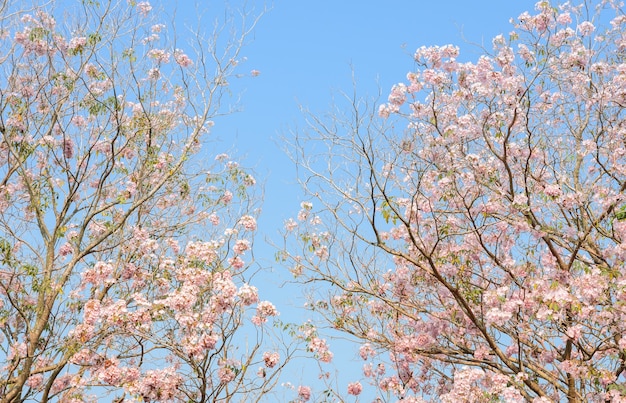 Árbol de trompeta rosa o flor de Tabebuia rosa en el cielo azul con espacio de copia