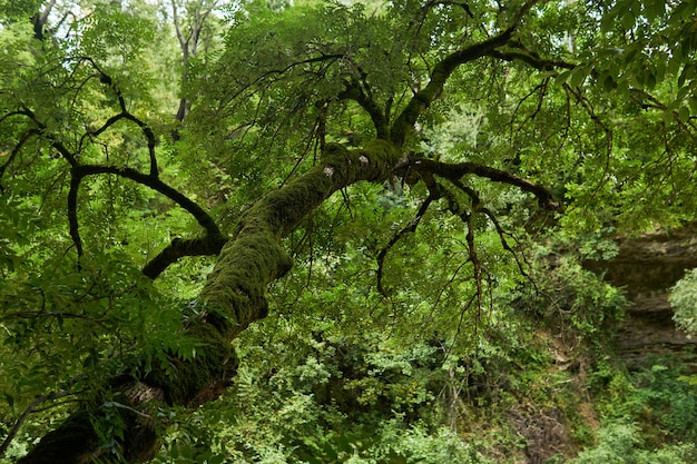 Árbol con un tronco cubierto de musgo en una selva de montaña