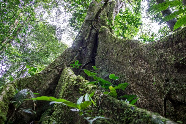 Árbol tropical centenario con raíces