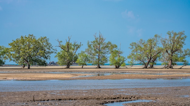 Árbol tropical en la playa del mar