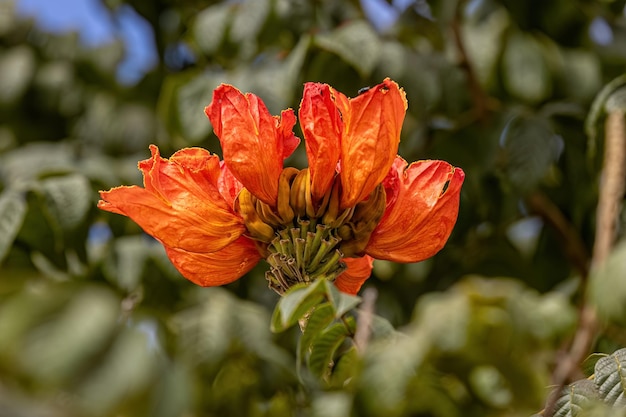 Árbol de tulipán africano Flor de la especie Spathodea campanulata