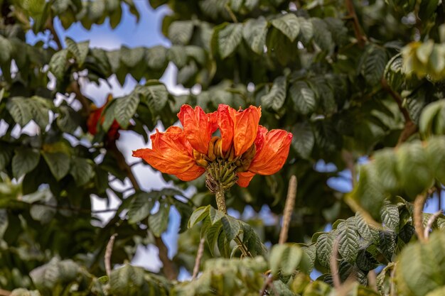 Árbol de tulipán africano Flor de la especie Spathodea campanulata