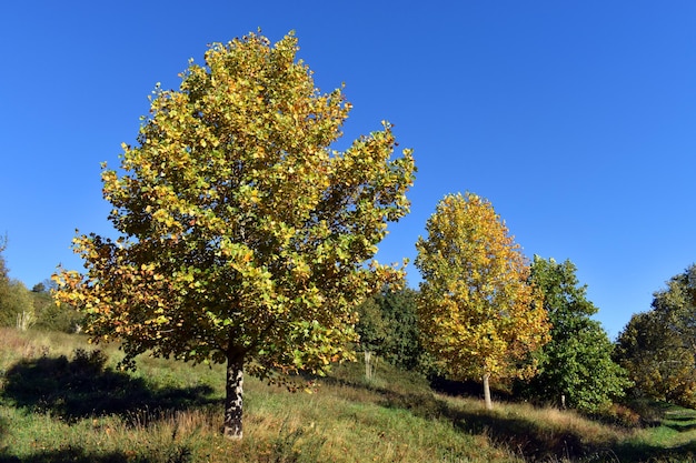 Árbol de tulipán (Liriodendron tulipifera) con follaje de otoño