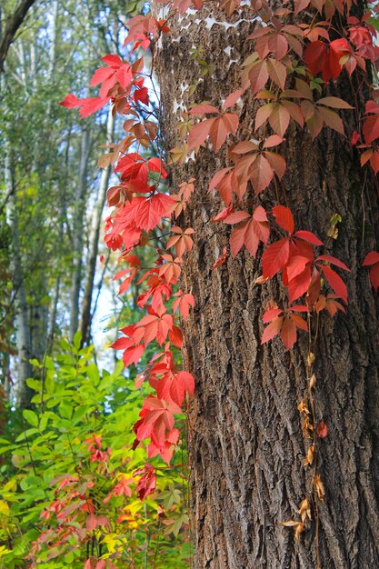 Árbol de uvas silvestres entrelazadas en el bosque de otoño