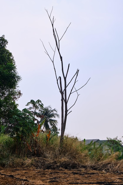 Árbol vacío de hojas con ramas abundantes