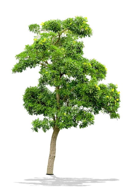 Árbol verde aislado sobre fondo blanco