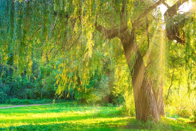 Árbol verde en bosque verde