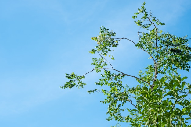 Árbol verde y cielo azul con luz del sol en la estación de verano.