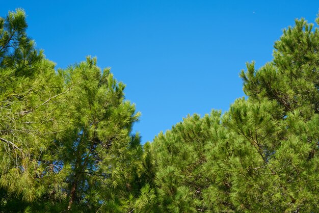 Árbol verde y cielo azul