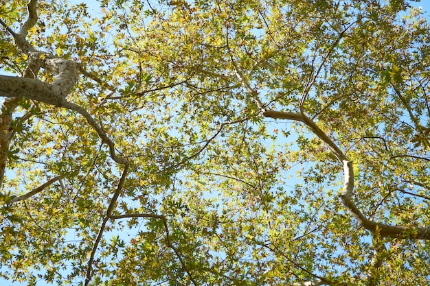 Árbol verde y cielo azul