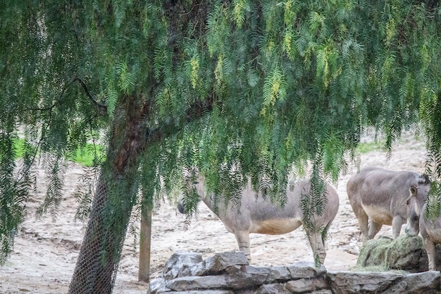 Árbol verde con fondo de burros