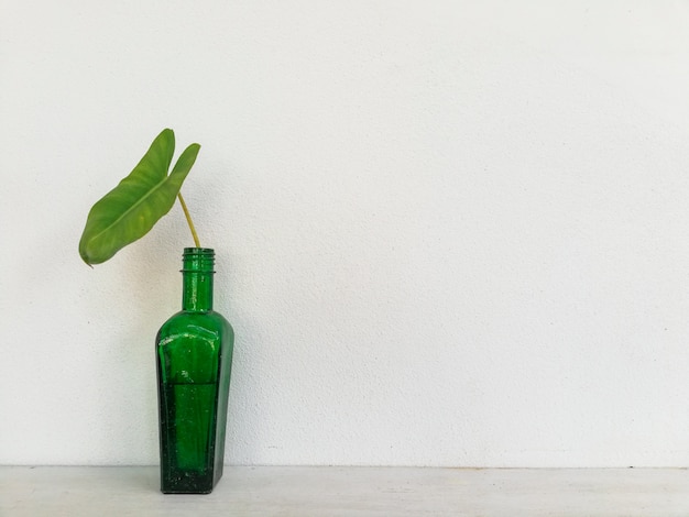 Árbol verde con fondo de pared blanca