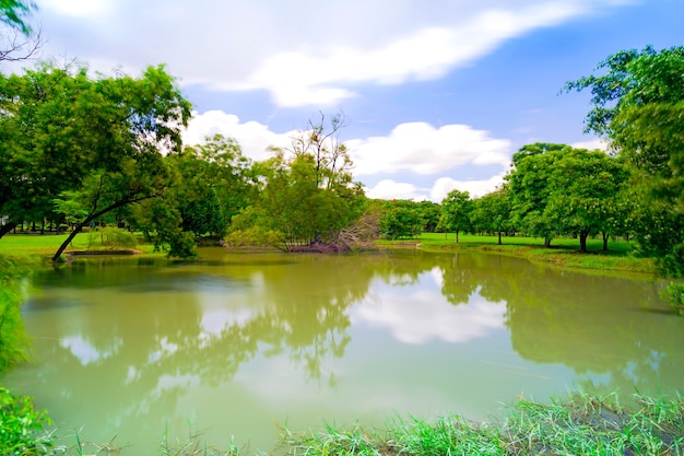 Árbol verde en un hermoso parque bajo el cielo azul con reflejo en el agua