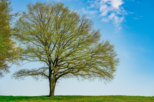 Árbol verde y hierba verde en pendiente con nubes blancas y cielo azul