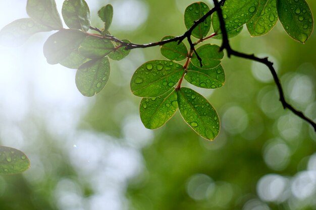 Árbol verde de hojas y ramas en la naturaleza en verano.