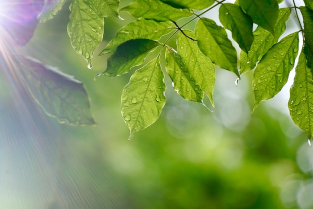 Árbol verde de hojas y ramas en la naturaleza en verano.